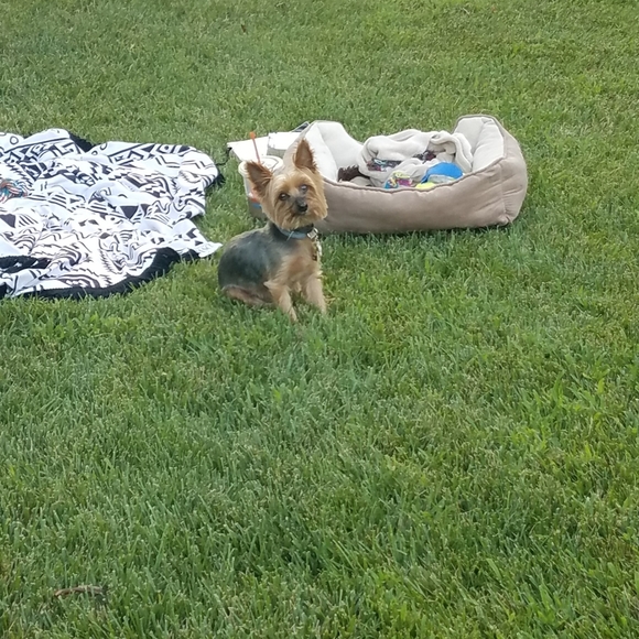 My yorkie has passed my heart is broken ๐ But Above My New Puppy A Fab Gift - Picture 1 of 14